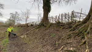 Good progress on hedge laying.