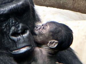 Supporting image for story: Baby gorilla born at Detroit Zoo