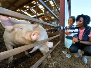 Supporting image for story: Couple who rescued two big pigs found alone in country lane try to trace owners