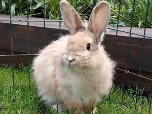 Supporting image for story: Neglected rabbit kept in cage ready to be rehomed