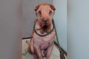 Supporting image for story: Dog found in 'appalling' state on Shropshire street is put down