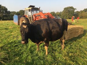 Supporting image for story: Fire crews work to save cow in river