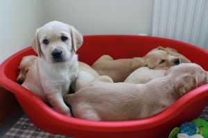 Nellie's litter of guide dog puppies.