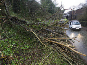 Supporting image for story: Fallen tree blocks Telford road as storms hit Shropshire