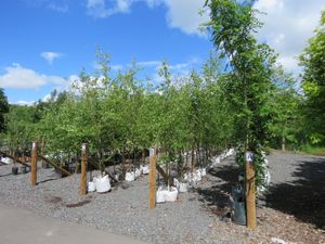 Supporting image for story: Please wood you donate unwanted trees? asks Shrewsbury town council