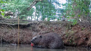 A family of beavers were introduced into an enclosure at the Trentham Estate earlier this year.
