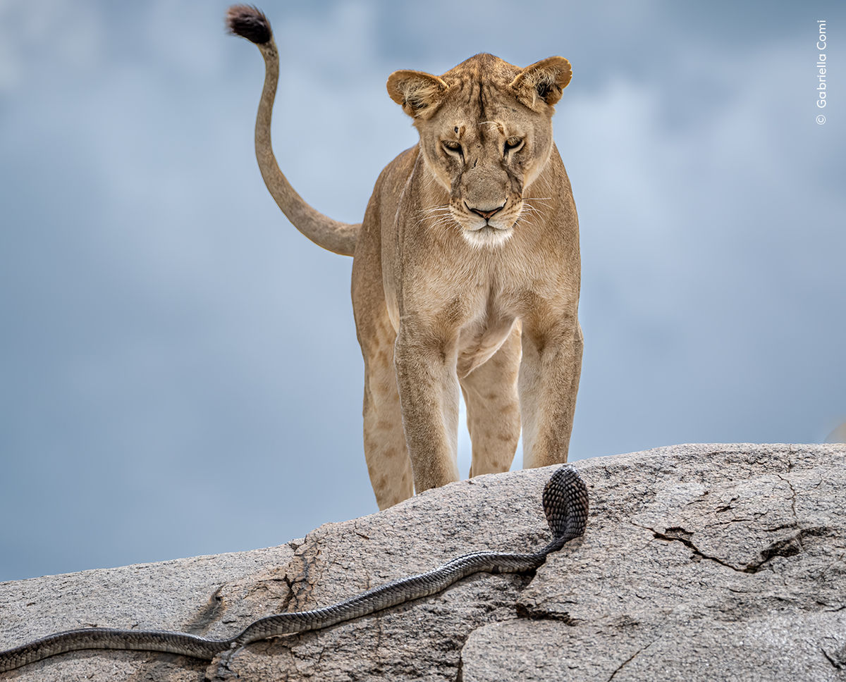 Nature’s masterpieces unveiled: Wildlife Photographer of the Year comes to Wolverhampton
