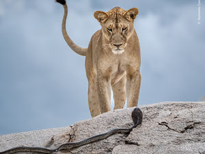 Supporting image for story: Nature’s masterpieces unveiled: Wildlife Photographer of the Year comes to Wolverhampton