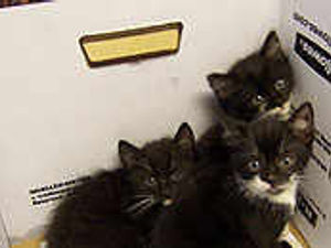 Supporting image for story: Highways officer rescues kittens