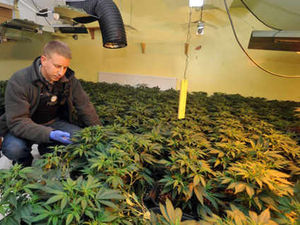 Supporting image for story: Two held after police drugs swoop