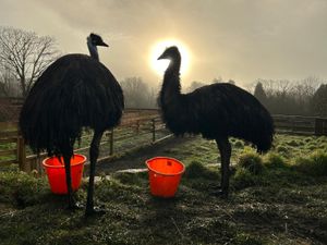 The team at Brockswood Animal Sanctuary confirmed that Sandy, a female emu who had quickly become a favourite with staff and visitors, died suddenly a few weeks ago.