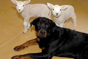 Supporting image for story: Letter: Breeds are not the problem