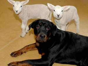 Supporting image for story: Letter: Breeds are not the problem