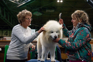 A Samoyed dog named 'Harry' is prepared for show at the Birmingham National Exhibition Centre (NEC) for the third day of the Crufts Dog Show. PA Photo. Issue date: Saturday March 7, 2020. See PA story ANIMALS Crufts. Photo credit should read: Jacob King/PA Wire.