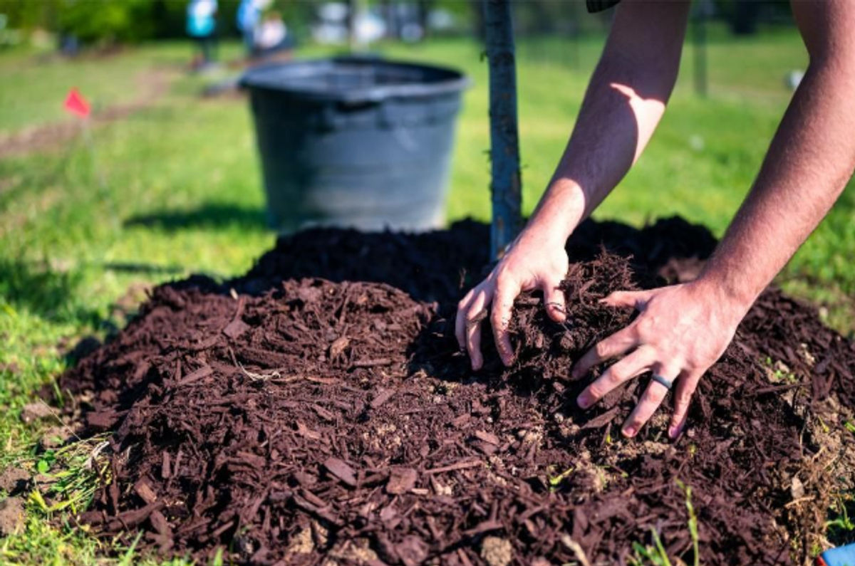 A complete guide to mulching for a healthy, attractive landscape