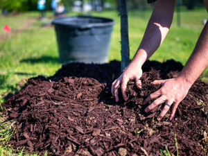 Supporting image for story: A complete guide to mulching for a healthy, attractive landscape