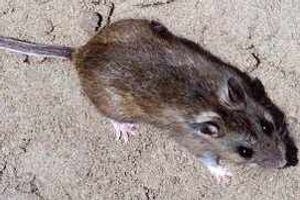 Supporting image for story: Pest controllers called to nearly 2,300 cases in Shropshire