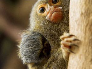 Supporting image for story: Tiny Twin Monkeys: Good Morning Britain crew pay a visit to Telford's cutest new residents