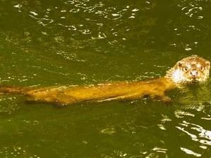 Supporting image for story: 'Expert? I'd only had the camera for two weeks': Photographer who captured otter in Wolverhampton canal

 