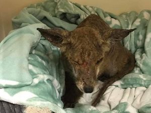 Supporting image for story: Shampoo and massages for poorly fox suffering from mange