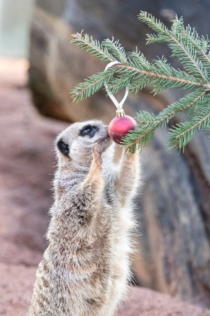 A mob of meerkats at West Midland Safari Park have been treated to their very own Christmas tree and baubles.