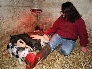 Supporting image for story: We're loving trendy micro-pig pets