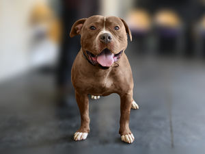 Supporting image for story: A ‘dangerous’ XL Bully owned by a drug-taking Powys woman who ‘weaponises’ him against people, will be put to sleep
