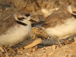 Supporting image for story: Sleeping around actually slows down the evolution of new species, study finds