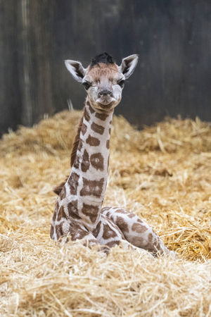 Namara’s birth and first steps were caught on CCTV.