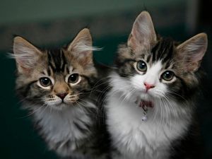 Supporting image for story: Feline friend? Cats form bonds with owners just like dogs, study claims