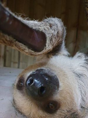 Flo the two-toed sloth