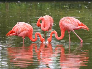 Supporting image for story: Search launched as Frankie the flamingo takes flight