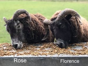 Supporting image for story: Staff sleep out at animal sanctuary after turkeys and sheep stolen