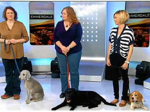 Supporting image for story: Beagle Spike beats our Buddy to Emmerdale role