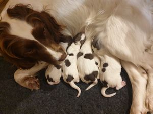 Midge with her puppies
