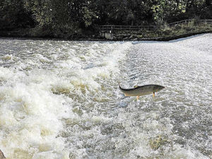 Supporting image for story: Salmon's fantastic breeding journey caught by Shropshire photographer