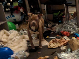 Supporting image for story: Ten-year ban and suspended prison sentence for Wolverhampton dog owner after animals left to die