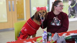 Loving hound, Drama, is among the pups at Birmingham Dogs Home looking for their forever home