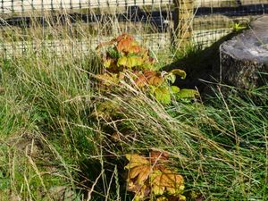 Regrowth at the site of the Sycamore Gap. Picture: Rob McBride
