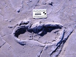 Supporting image for story: Fossil footprints suggest humans divided labour between sexes 19,000 years ago