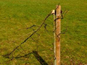 Supporting image for story: Newport Victoria Park vandalised after £320,000 revamp