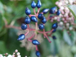 Supporting image for story: Scientists discover how metallic blue fruits produce iridescent colour