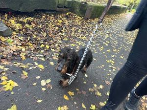 Supporting image for story: Passer-by rescues dog from canal in Tipton