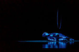 Cirque du Soleil OVO. Pictures by: Chris Bowley