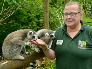Supporting image for story: Dudley Dudley Zoo celebrates spring baby boom
