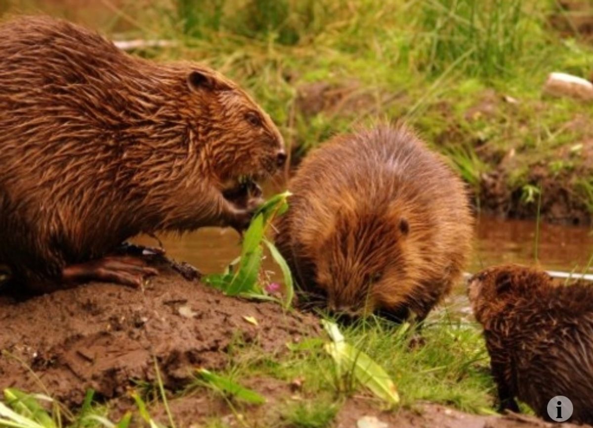 Plans proposed for observatory to watch beavers in Mid Wales