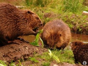 Supporting image for story: New beaver observation building at Mid Wales nature reserve approved