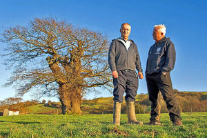 Supporting image for story: Mid Wales' Brimmon Oak is UK Tree of the Year