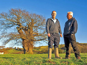 Supporting image for story: Mid Wales' Brimmon Oak is UK Tree of the Year
