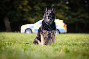 German shepherd Keach, who worked for West Midlands Police 